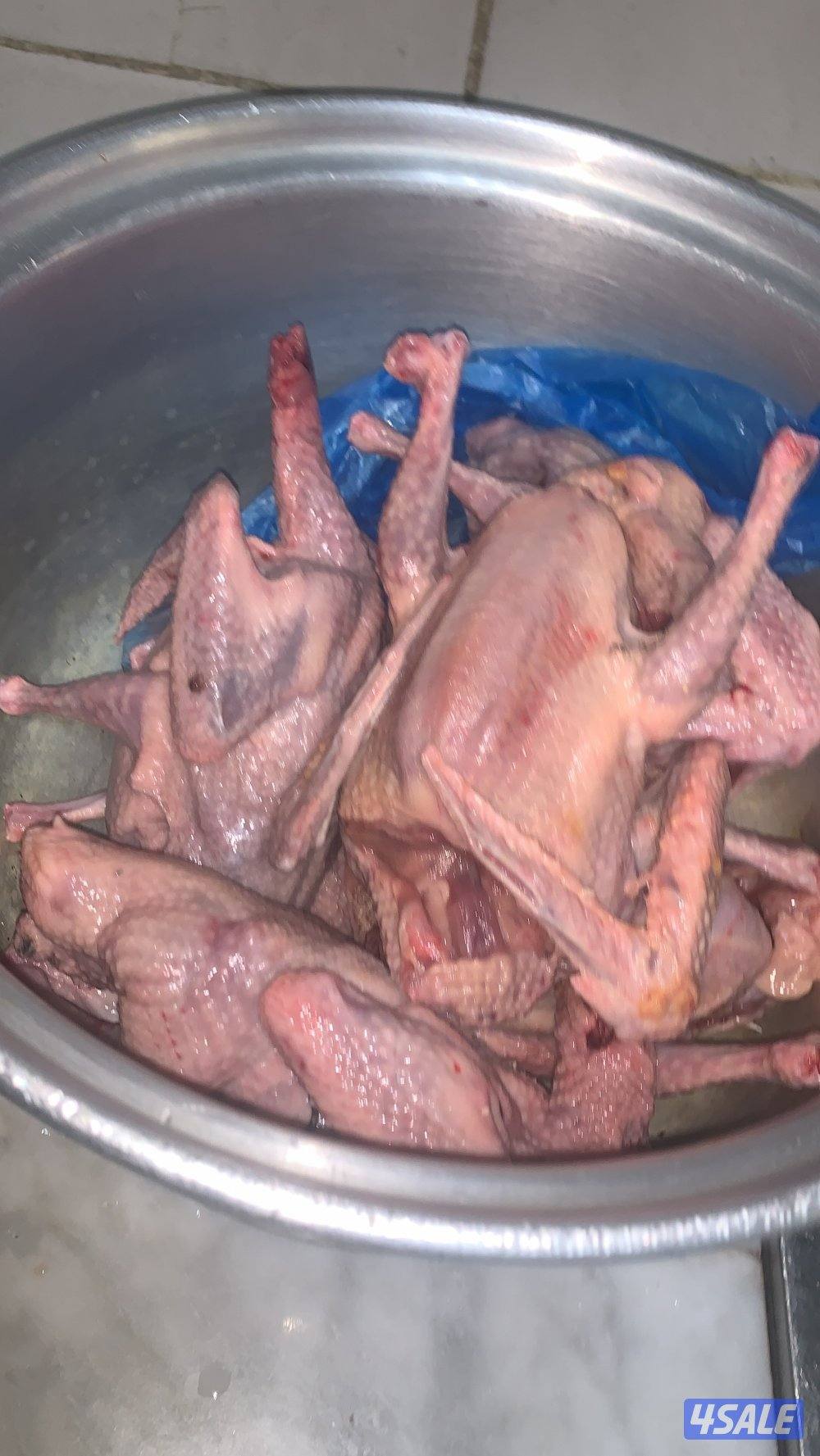 الوفرة قطعة ١ شارع ١3