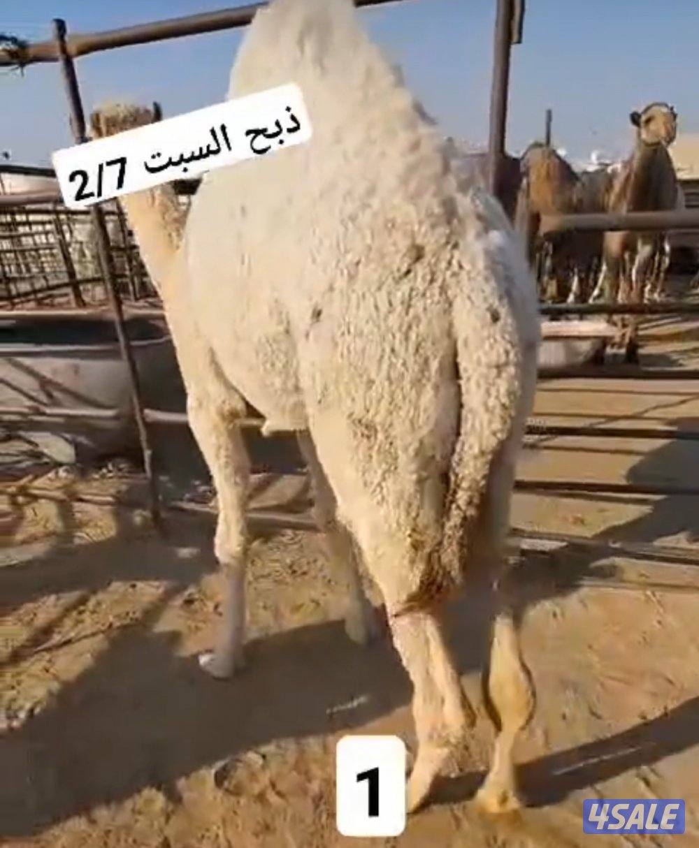 الوفرة قطعة ١ شارع ١4