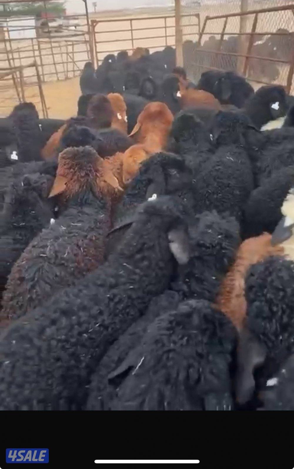 الوفرة قطعة ١ شارع ١5