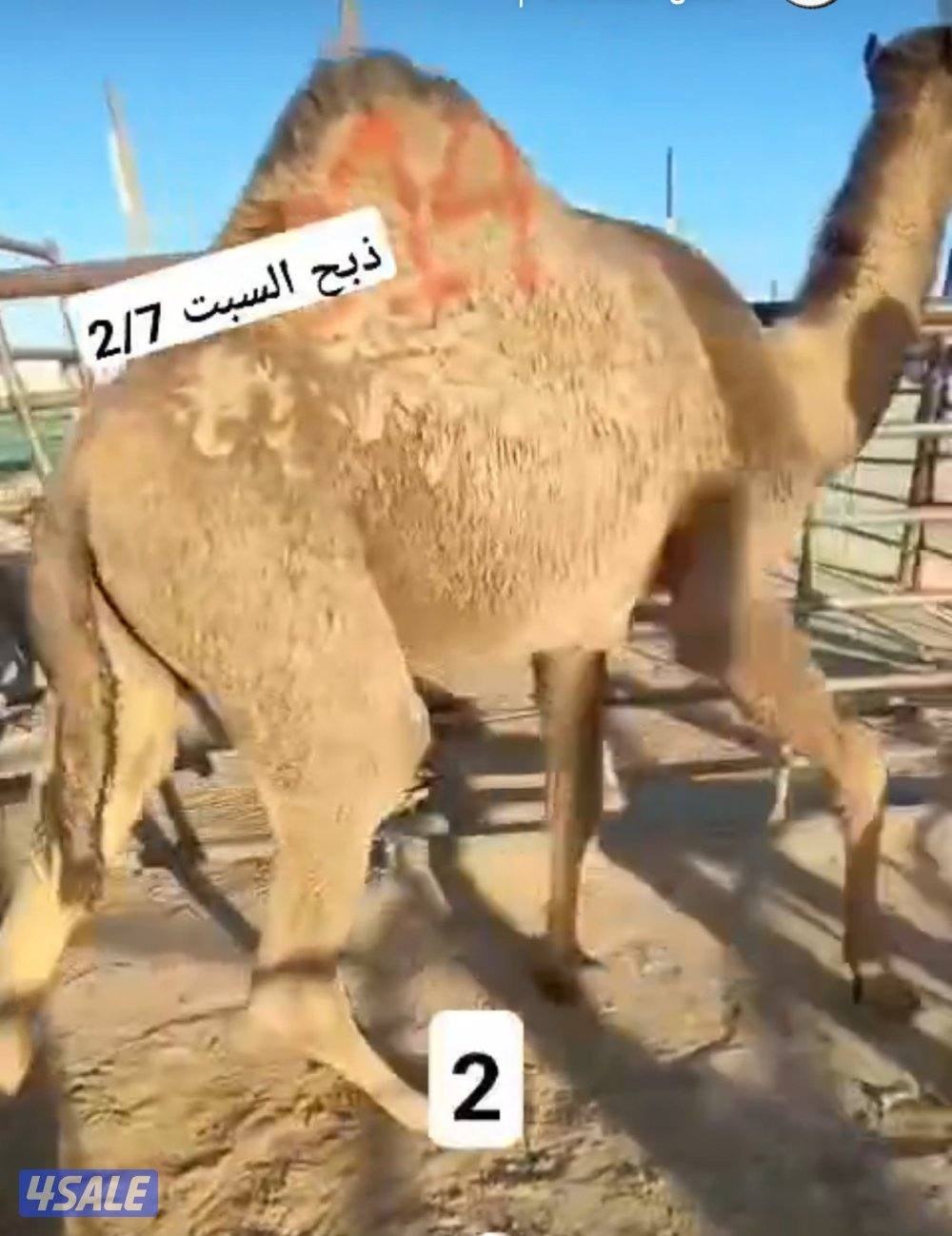 الوفرة قطعة ١ شارع ١6