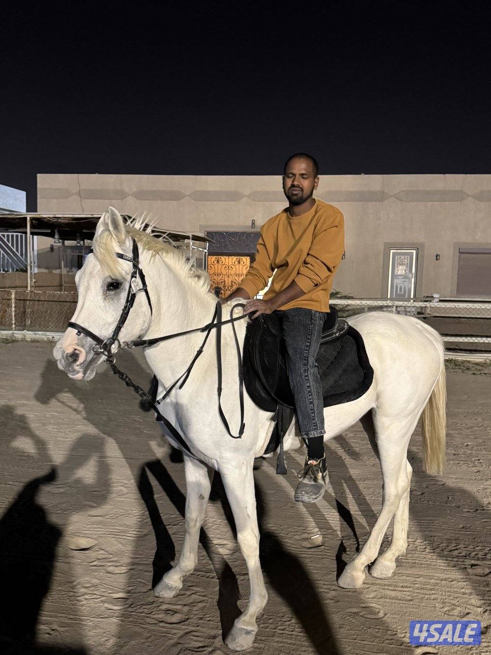 للبيع حصان مصري مواليد ٢٠١٨ تحويل الحصان هادي ع المصراع0