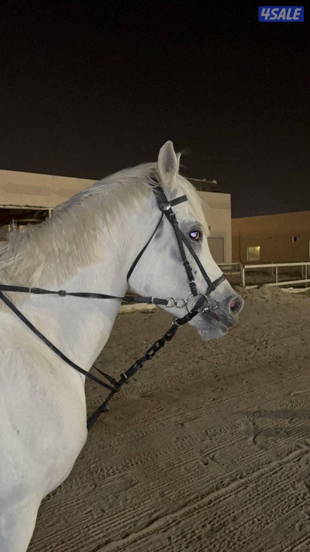 للبيع حصان مصري مواليد ٢٠١٨ تحويل الحصان هادي ع المصراع1
