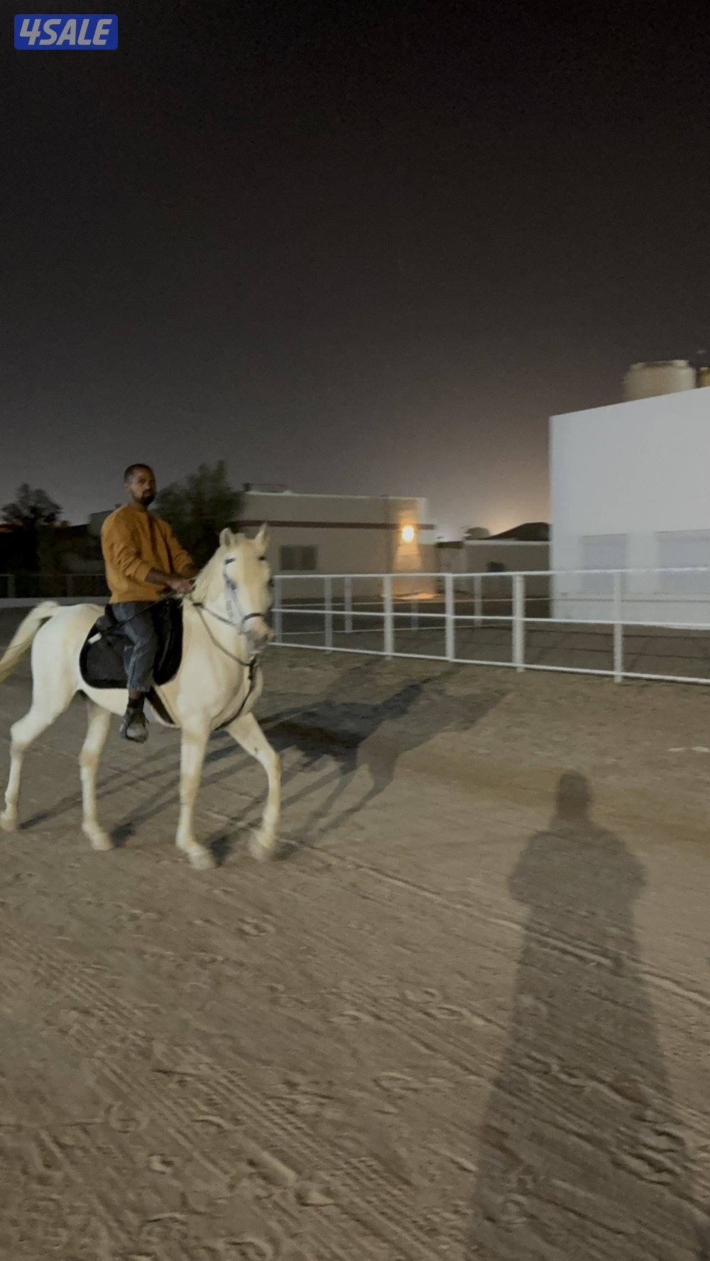 للبيع حصان مصري مواليد ٢٠١٨ تحويل الحصان هادي ع المصراع2