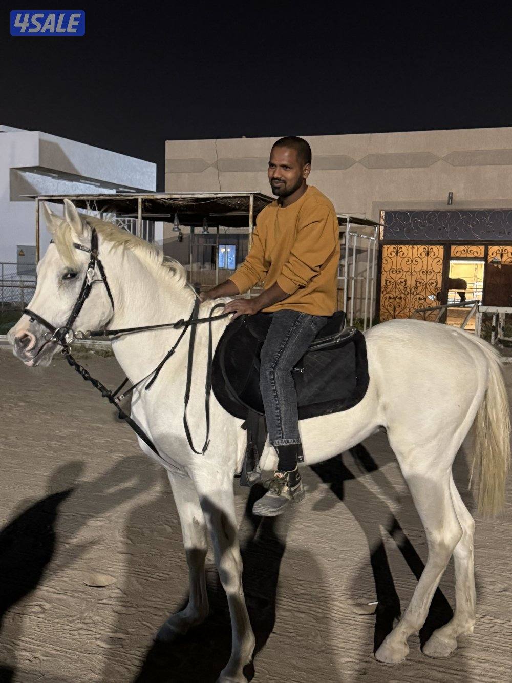 للبيع حصان مصري مواليد ٢٠١٨ تحويل الحصان هادي ع المصراع3