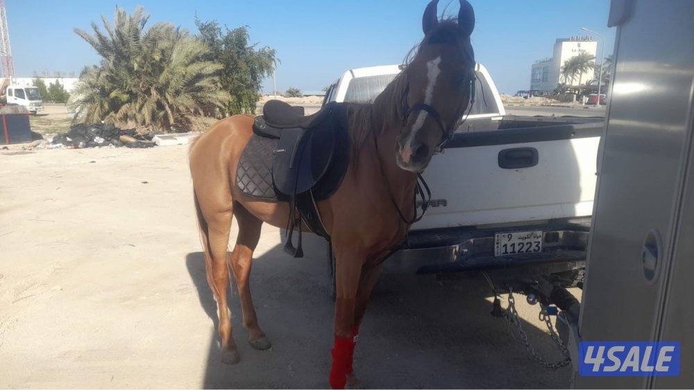 الايجار خيول0