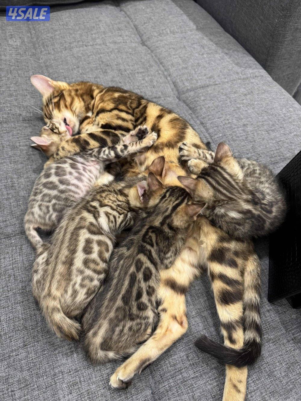 للبيع كيتن بنغال بيور0