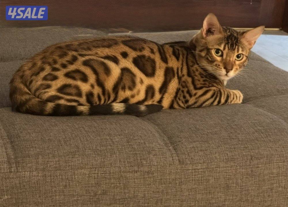 للبيع كيتن بنغال بيور3