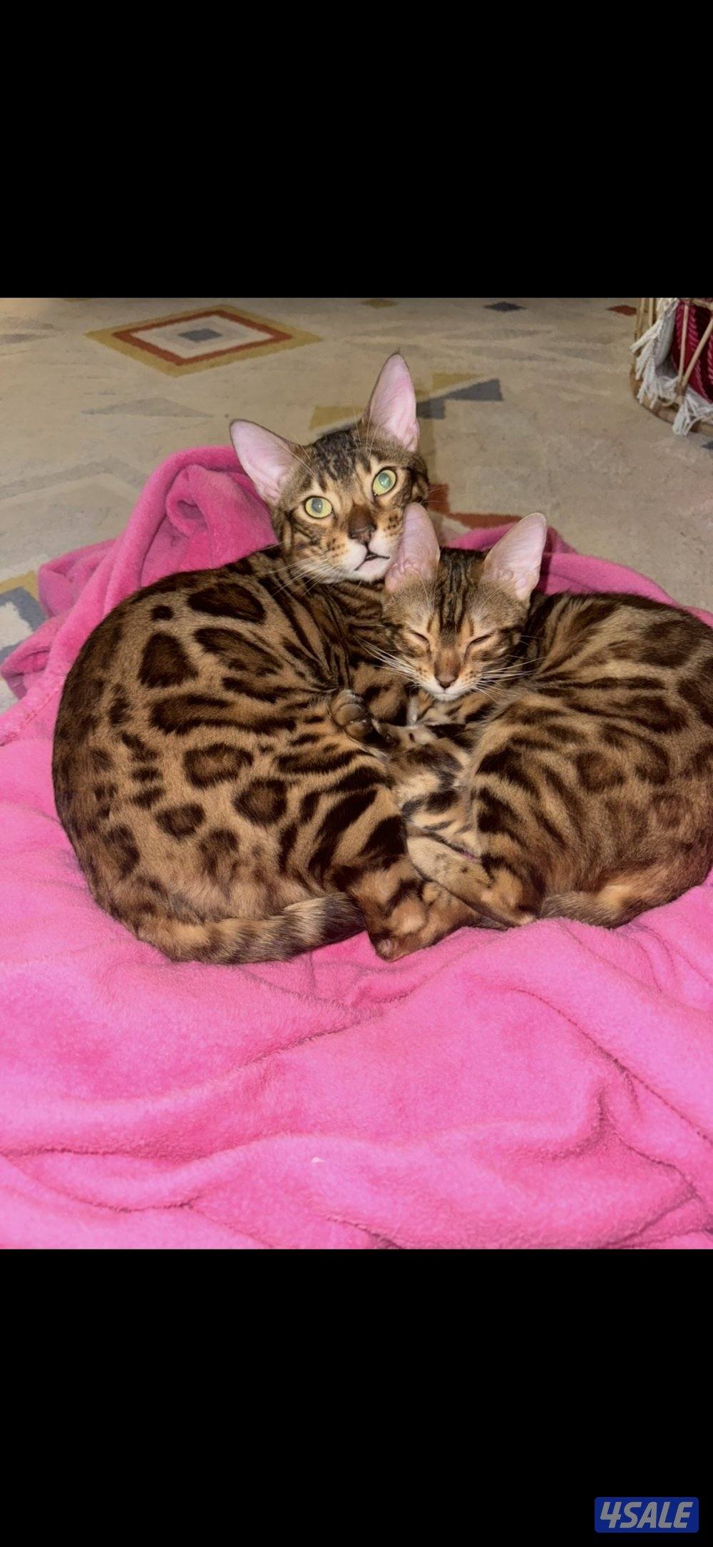 للبيع كيتن بنغال بيور4