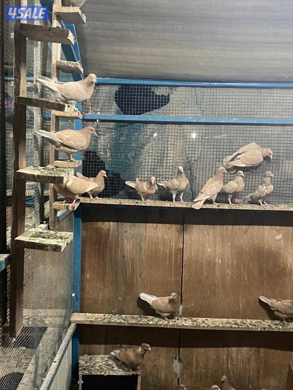 حناويات جملة0