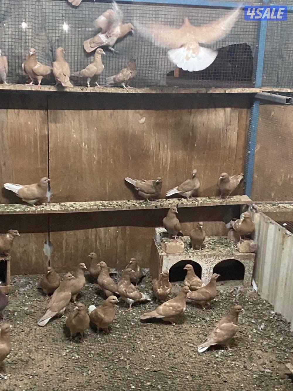 حناويات جملة1