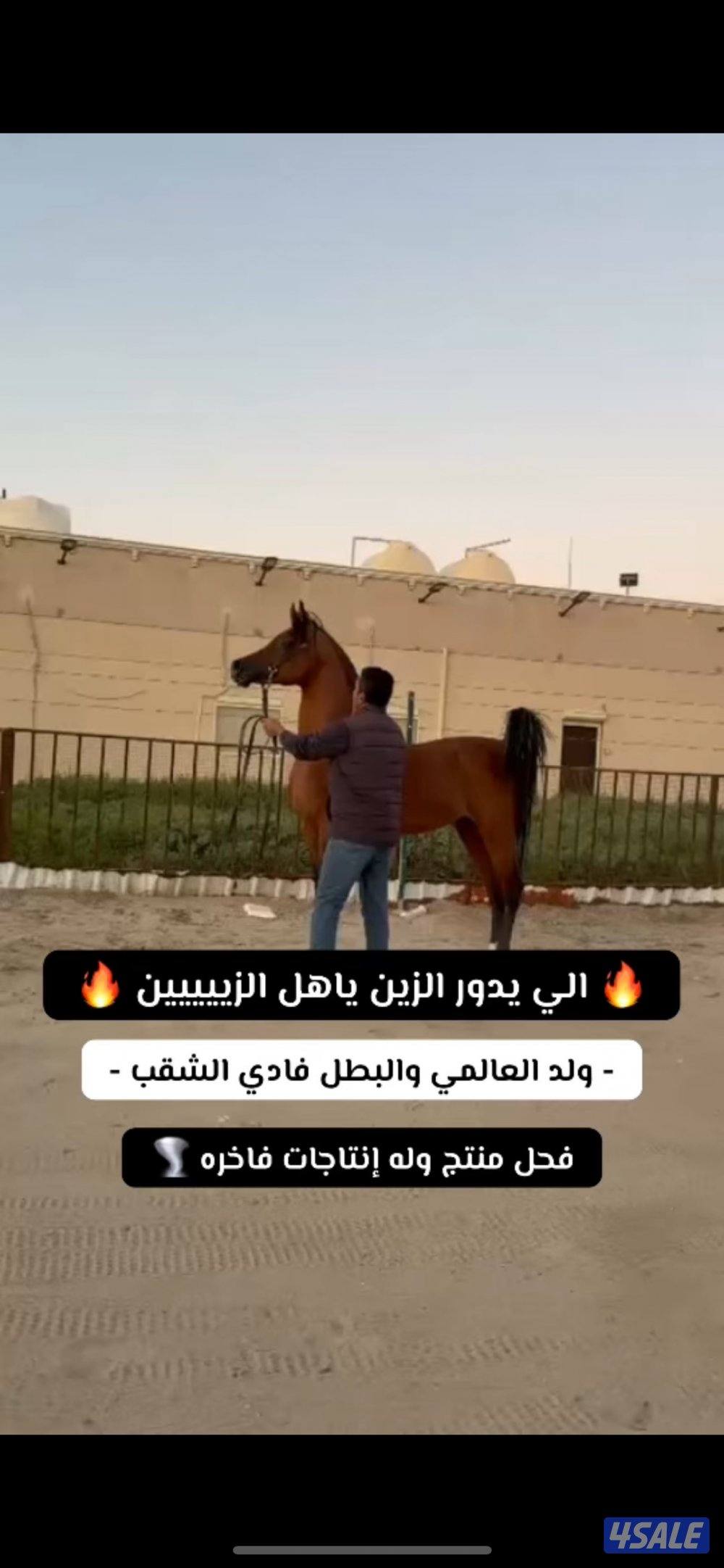 ولد البطل فادي الشقب 🔥0