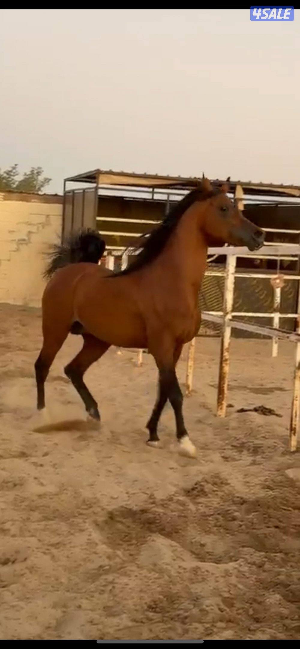 ولد البطل فادي الشقب 🔥3