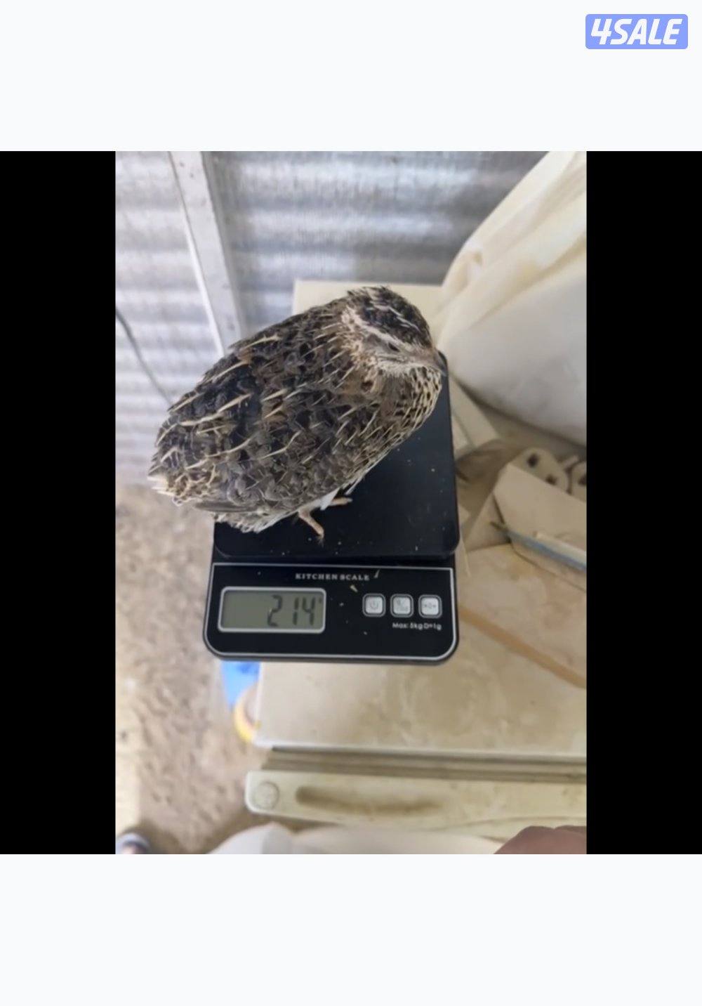 فري شرط من غير تطيعم0