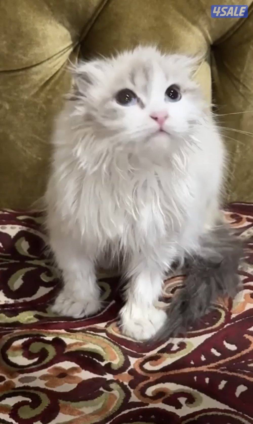 للبيع 2 انواع قطط0