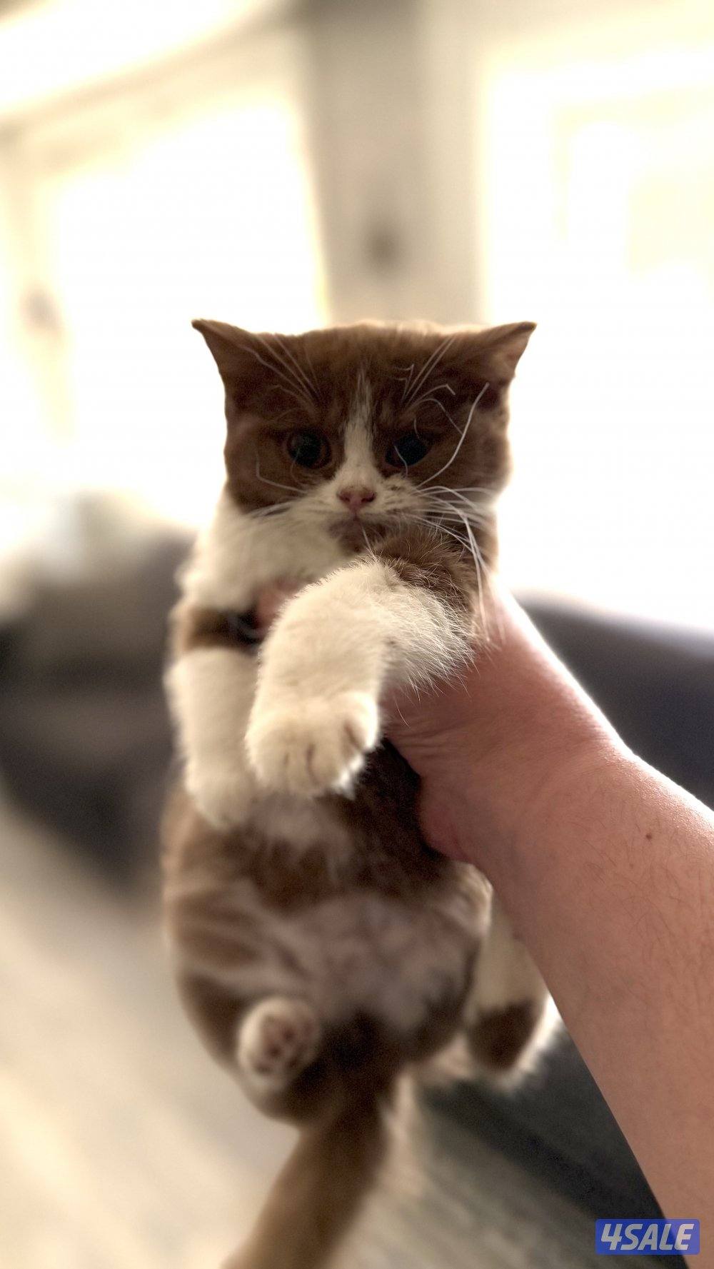 للبيع كيتن نثيه باي كلر بيور 100% بريتش0