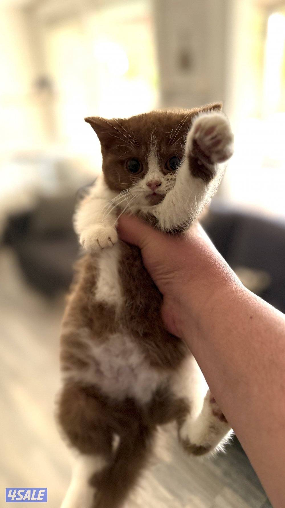 للبيع كيتن نثيه باي كلر بيور 100% بريتش1