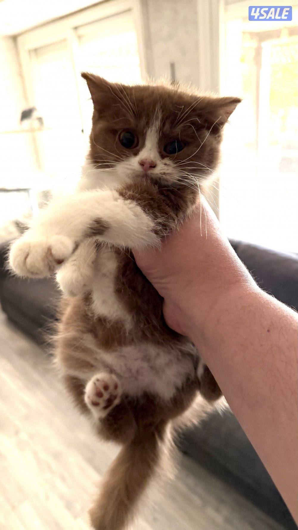 للبيع كيتن نثيه باي كلر بيور 100% بريتش2