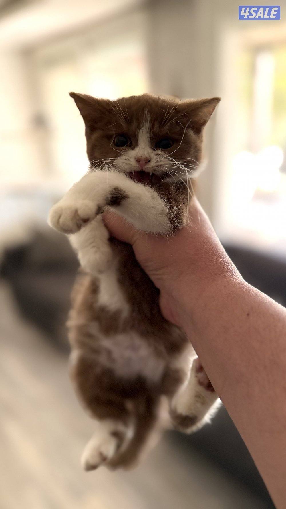 للبيع كيتن نثيه باي كلر بيور 100% بريتش3