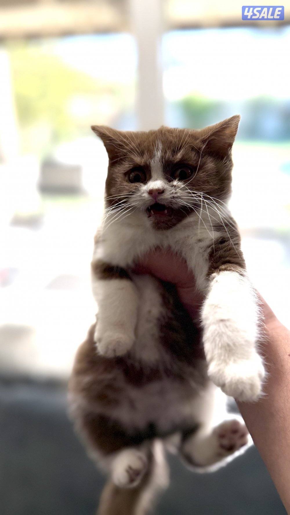 للبيع كيتن نثيه باي كلر بيور 100% بريتش4