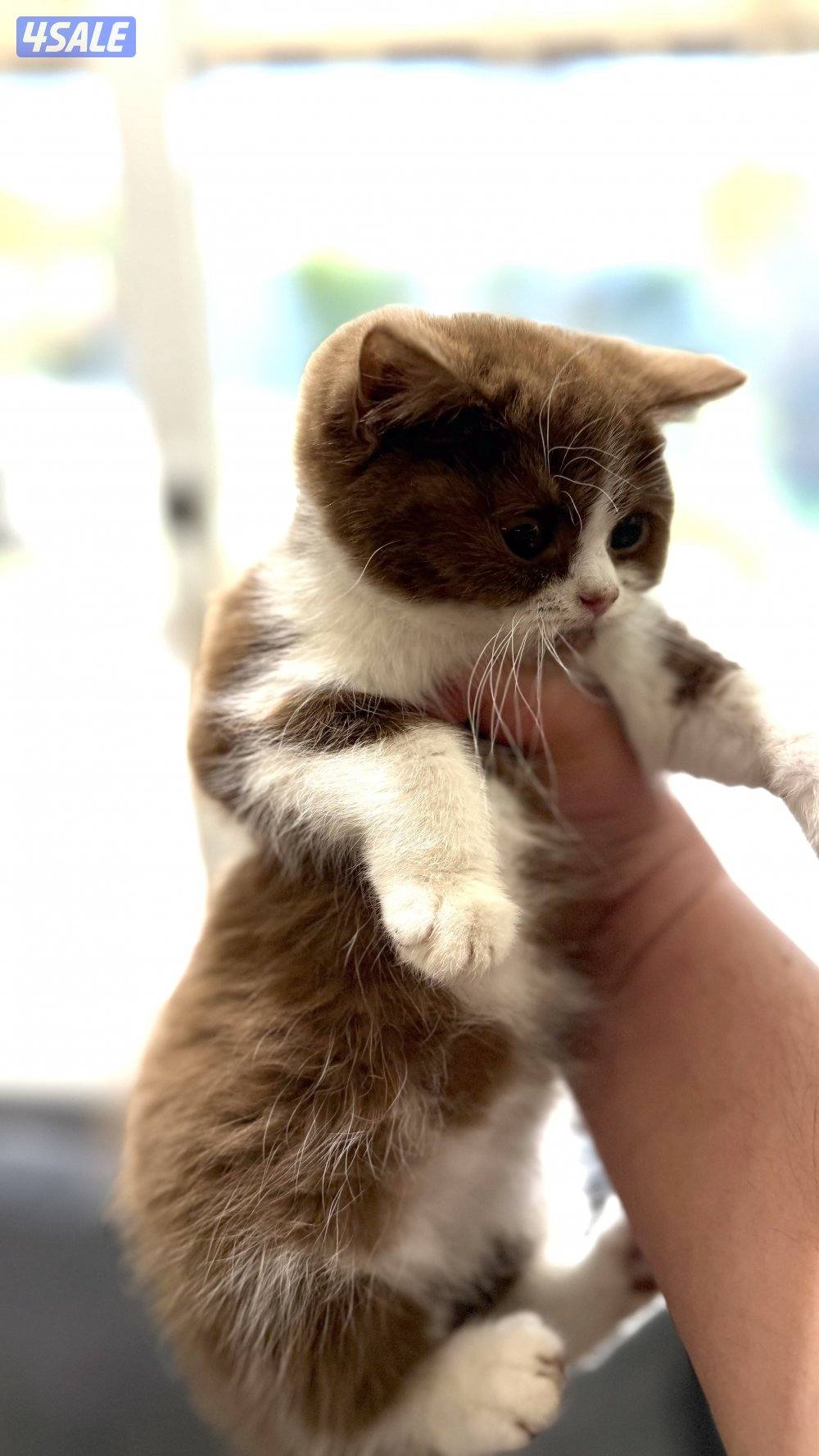 للبيع كيتن نثيه باي كلر بيور 100% بريتش5