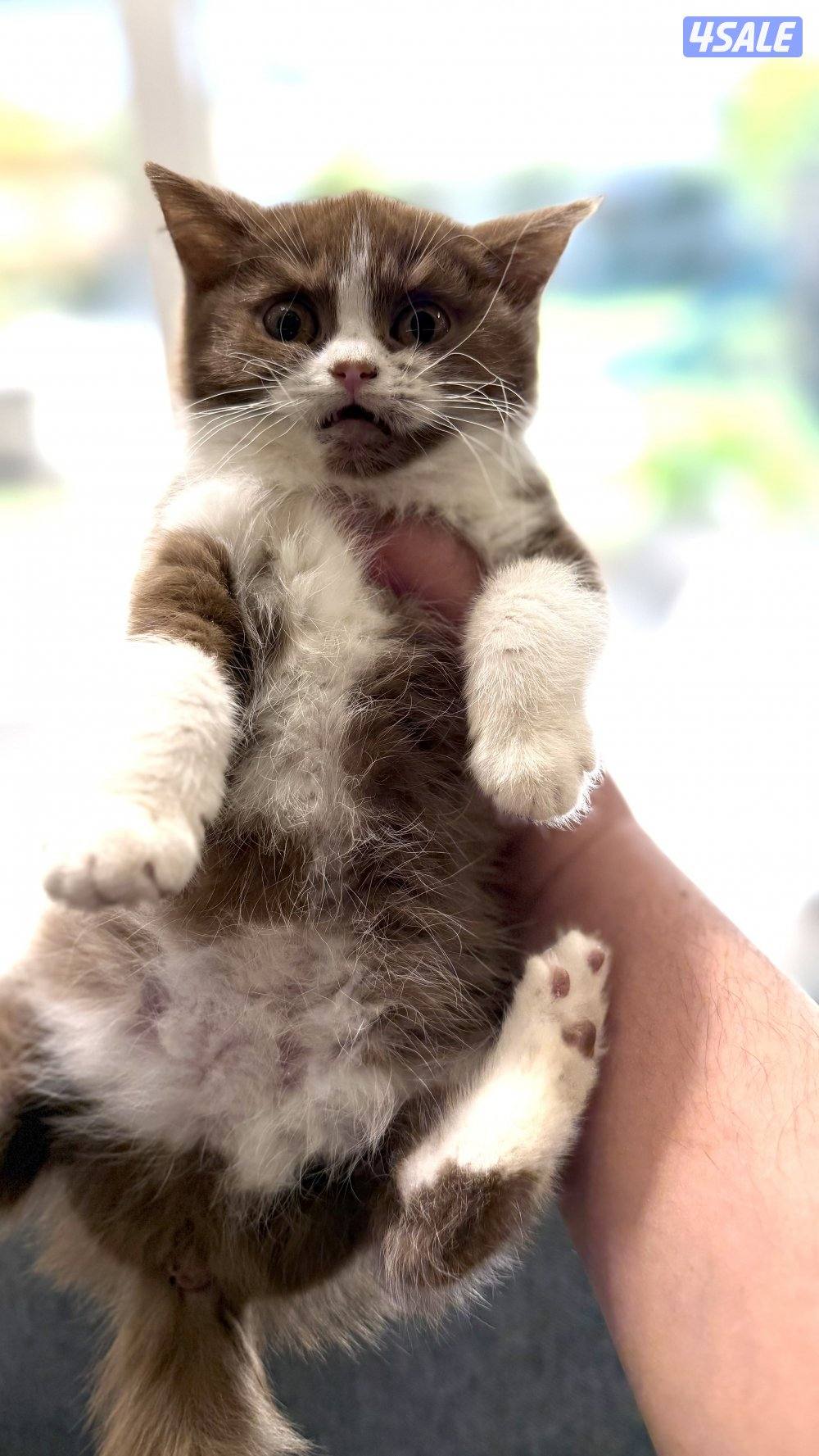 للبيع كيتن نثيه باي كلر بيور 100% بريتش6