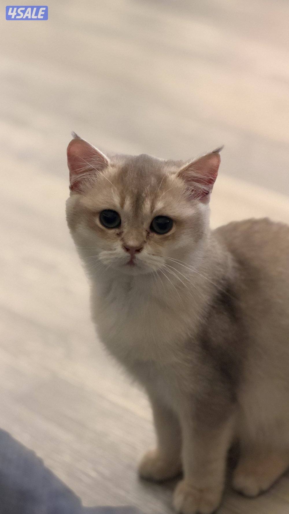 للبيع كتن نثيه بريتش بيوور AY110