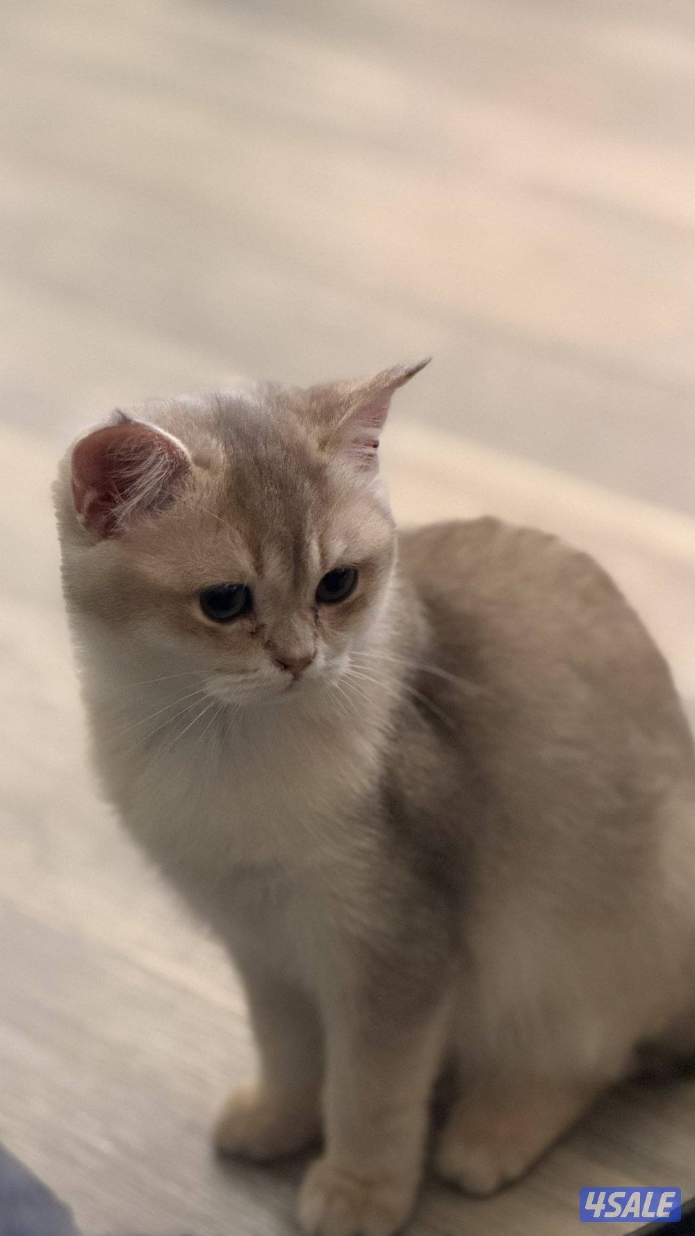 للبيع كتن نثيه بريتش بيوور AY111