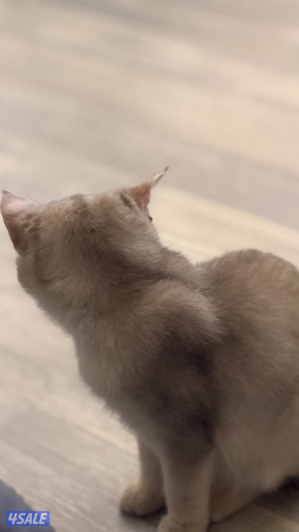 للبيع كتن نثيه بريتش بيوور AY112