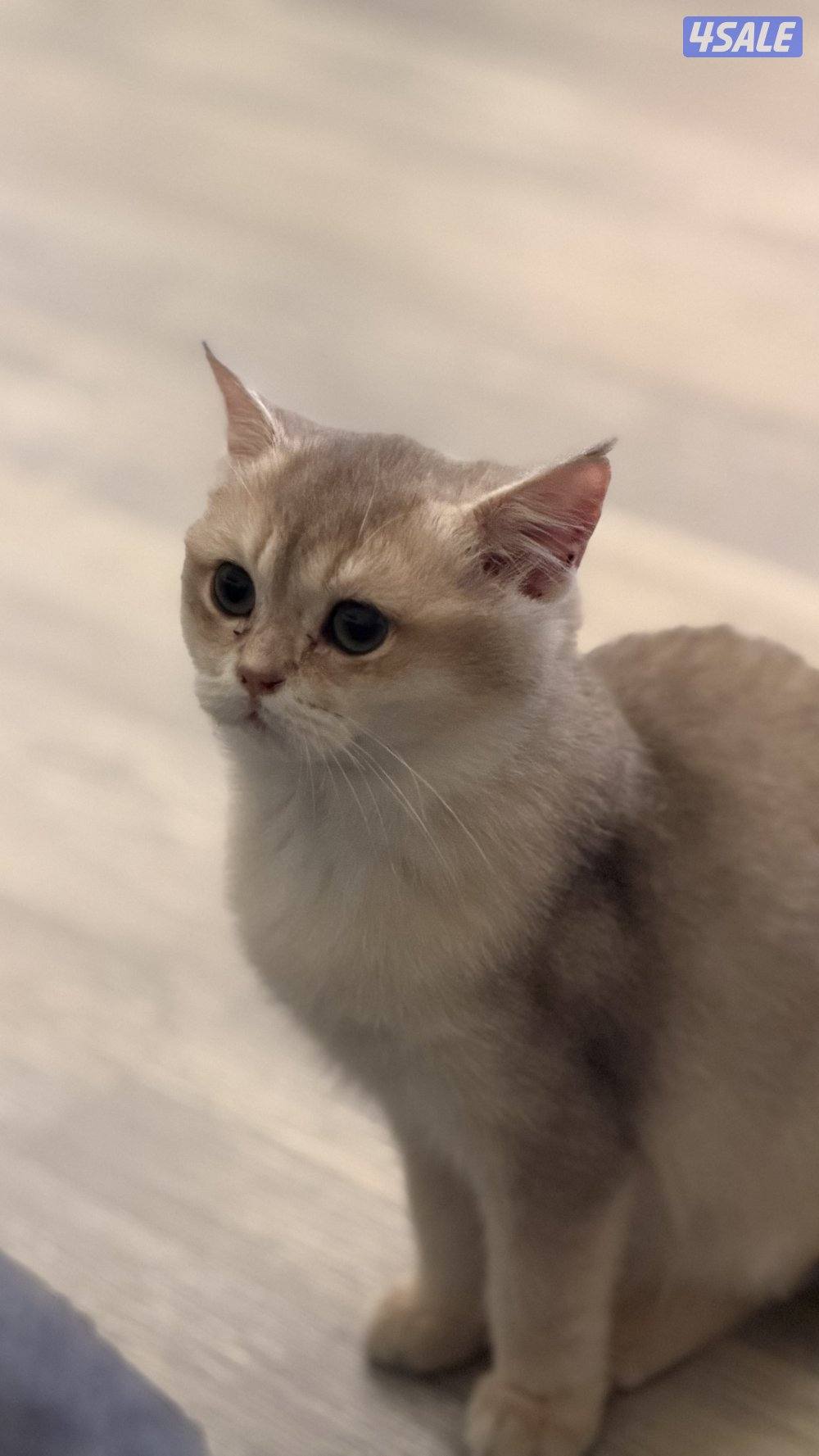 للبيع كتن نثيه بريتش بيوور AY113