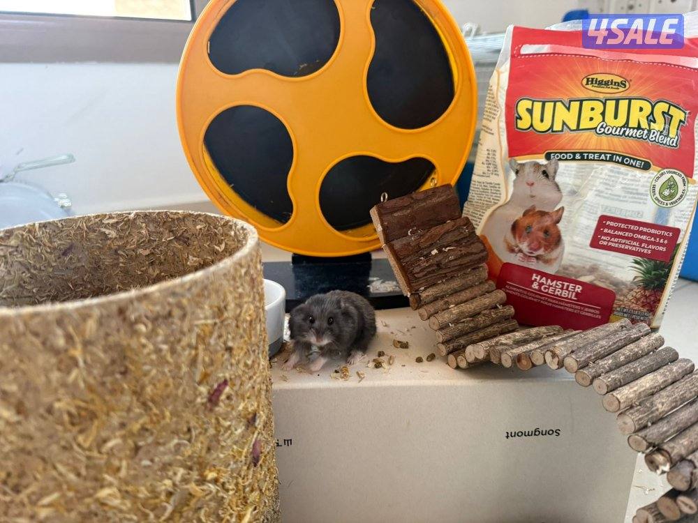 هامستر روسي ذكر مع ملحقاته0