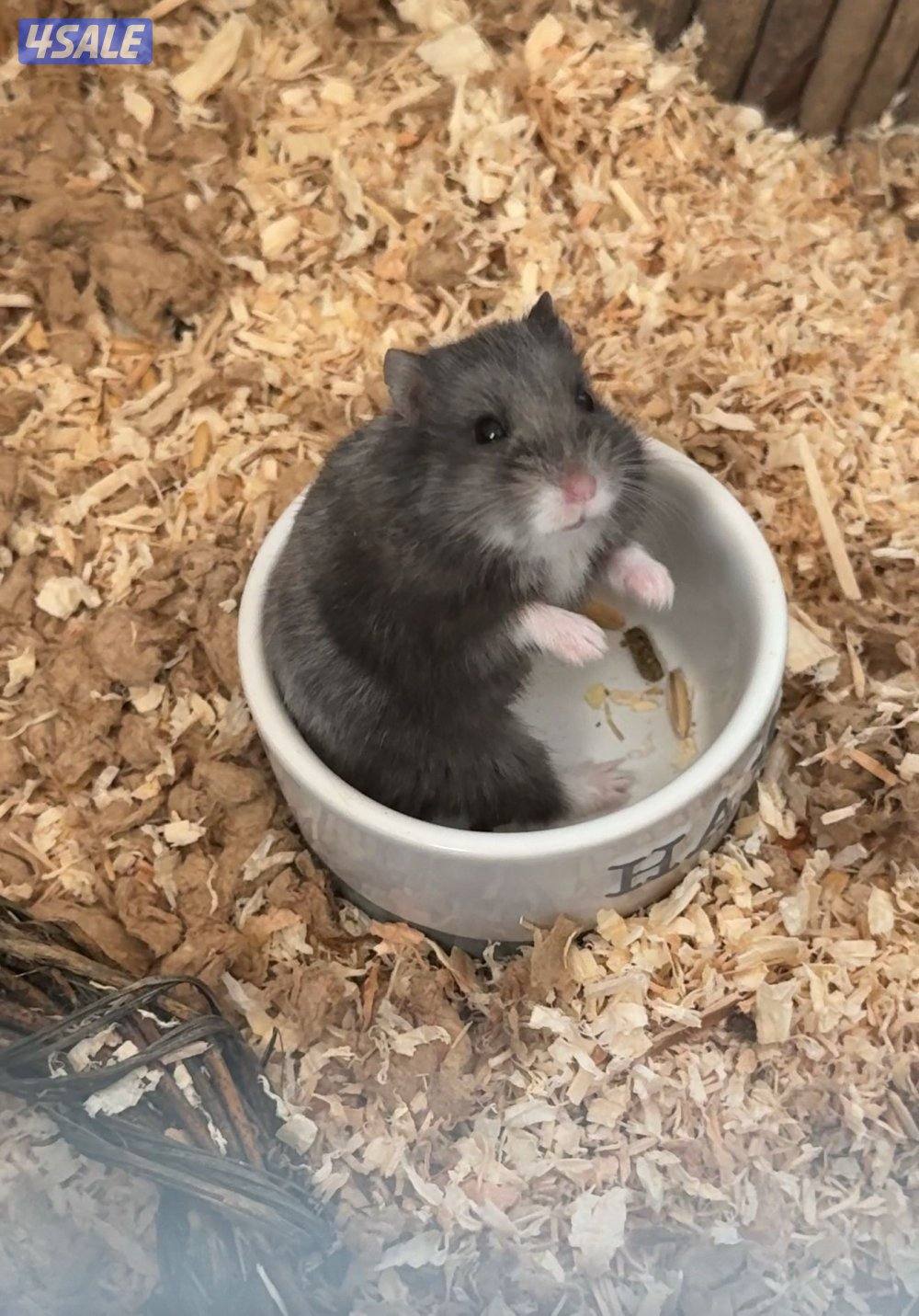 هامستر روسي ذكر مع ملحقاته1