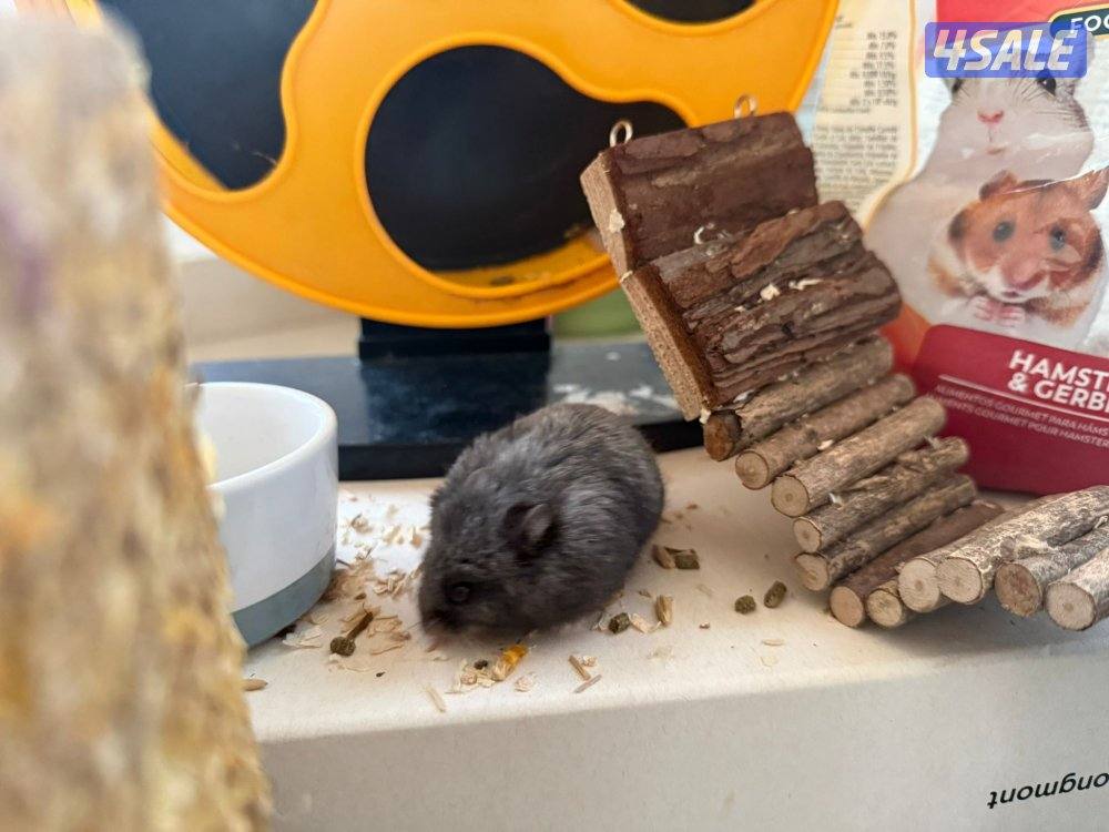 هامستر روسي ذكر مع ملحقاته2