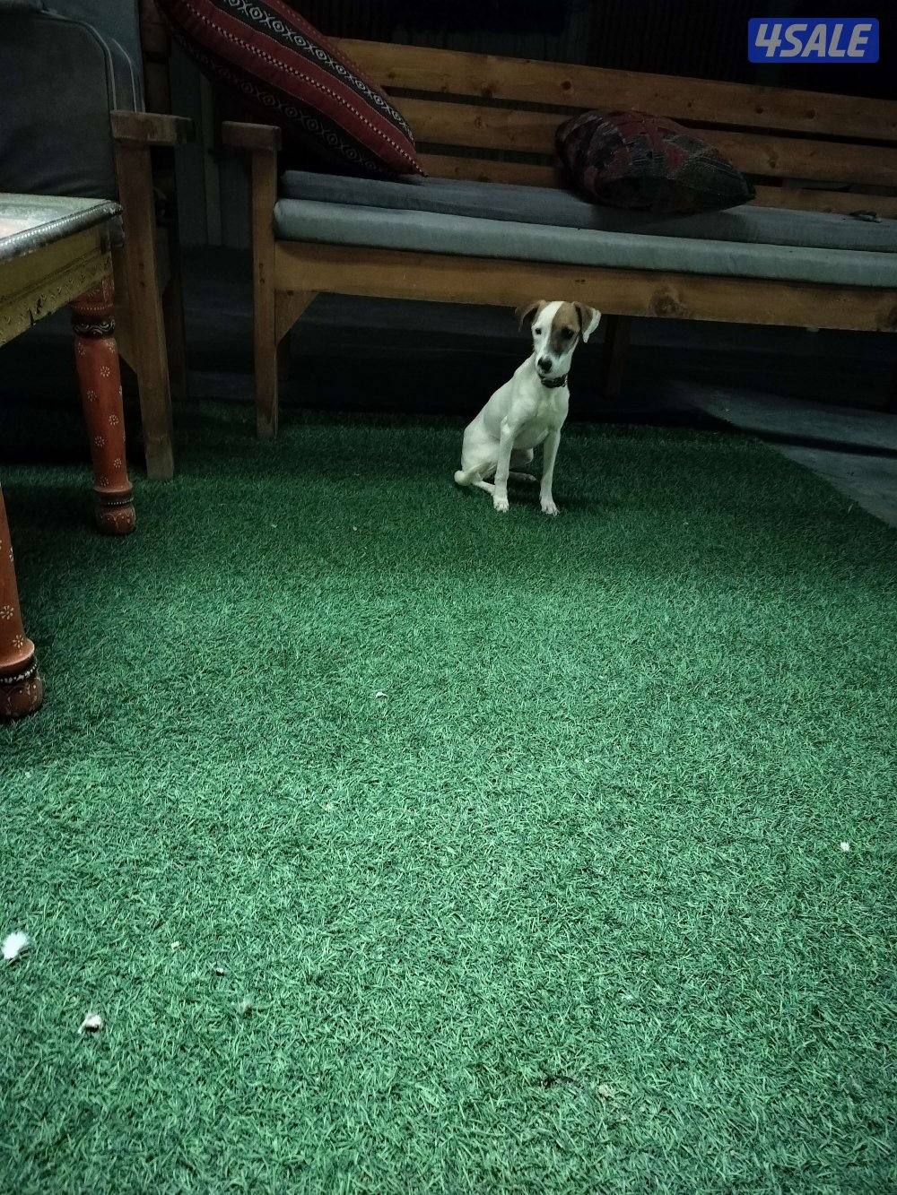 مجموعة كلاب0