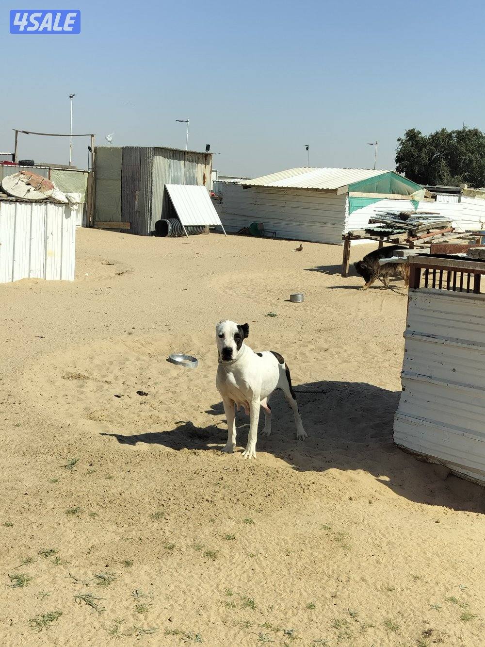 مجموعة كلاب1