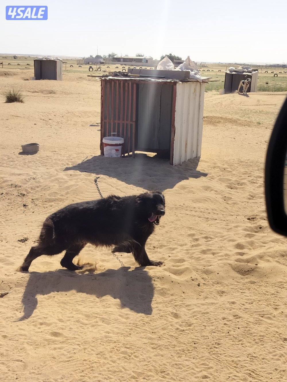 مجموعة كلاب2