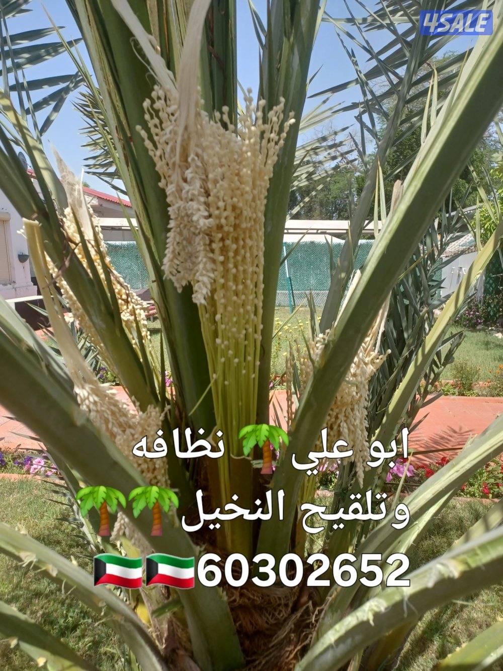 🌴‏ تلقيح النخيل🌴جميع قص الأشجار🌲 خبرة 20 عام 🌺‏أسعار🎄 مغريةابوعلي13