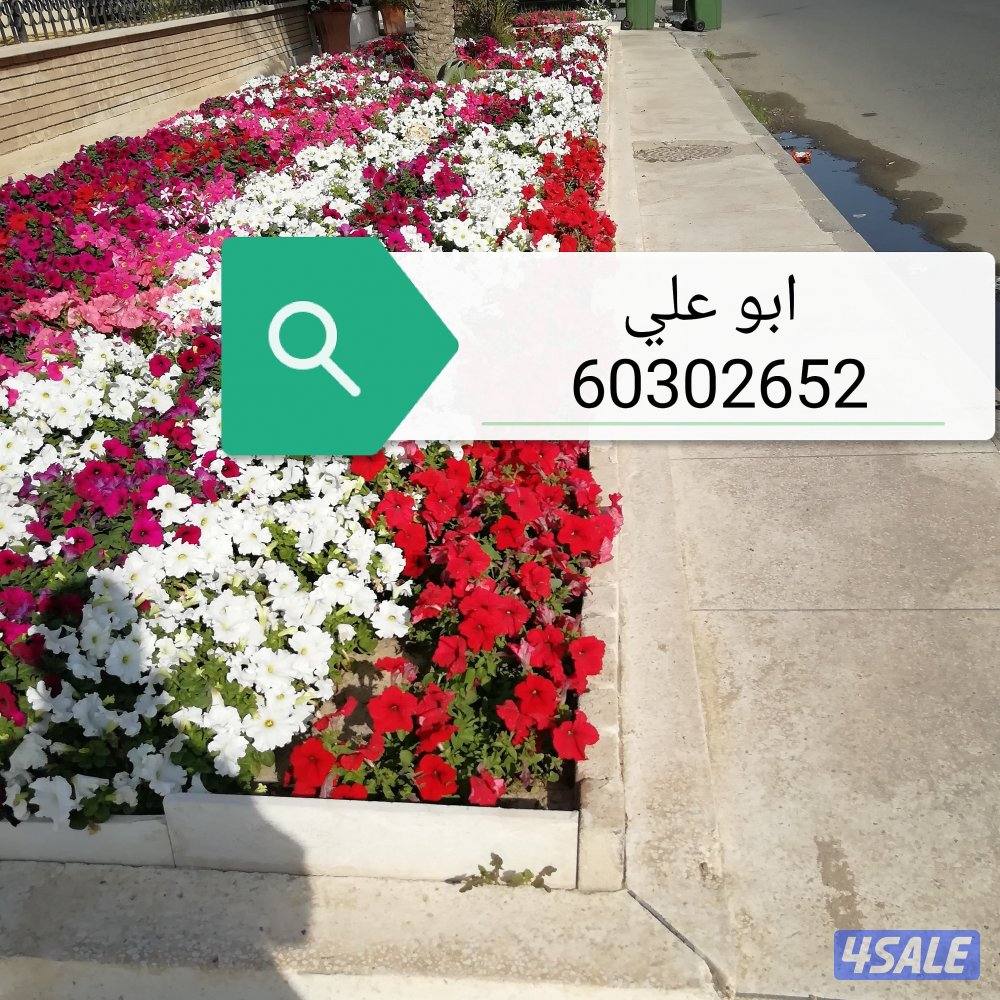 🌴‏ تلقيح النخيل🌴جميع قص الأشجار🌲 خبرة 20 عام 🌺‏أسعار🎄 مغريةابوعلي14