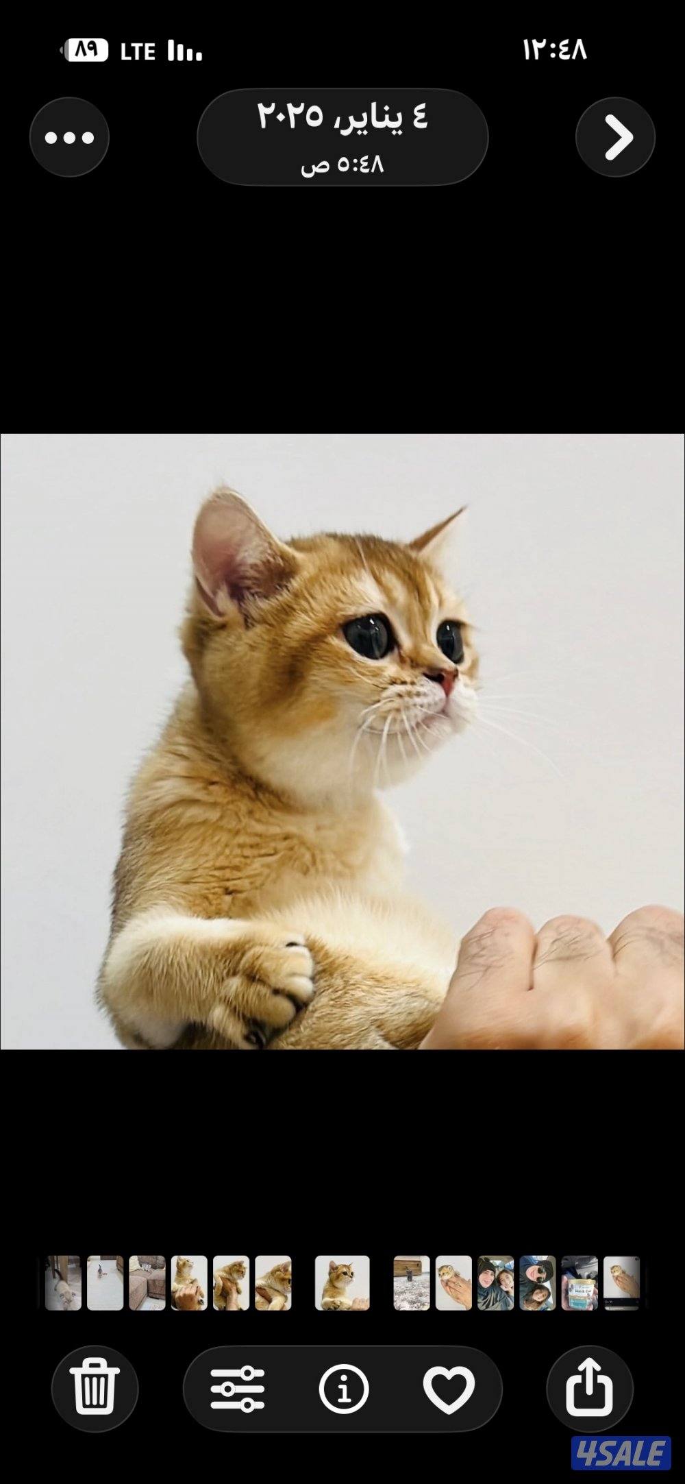 سكوتش شورت هير ،،،اقزام،،،التوصيل خلال ساعه ،،، بيووووور2