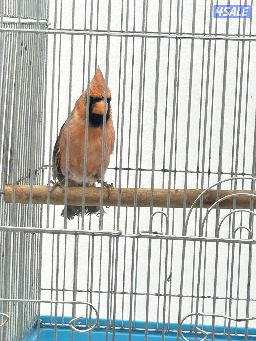 كردينال للبيع0