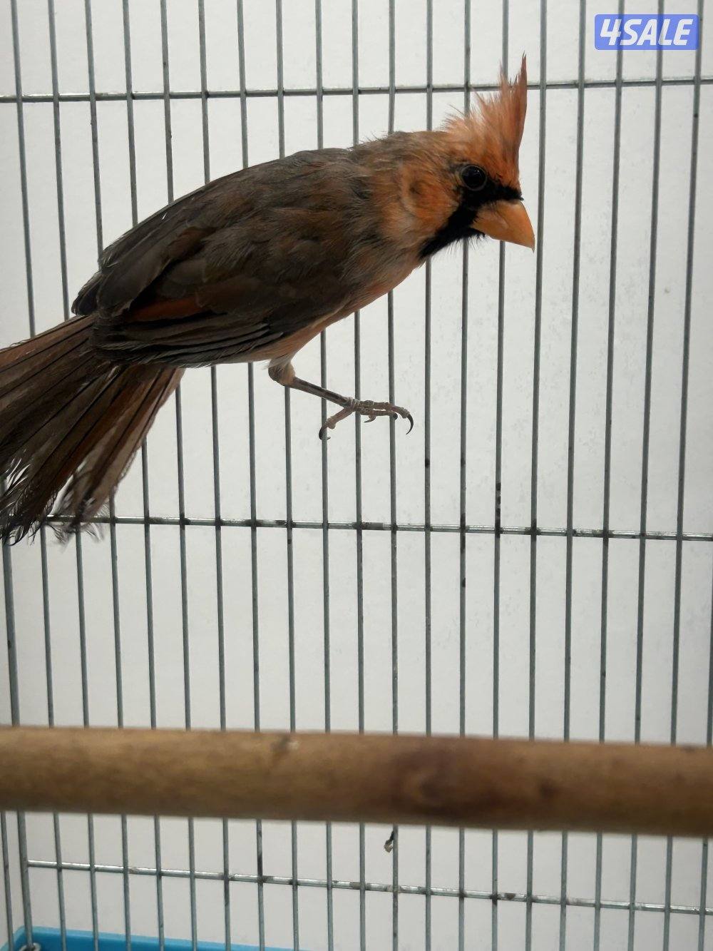 كردينال للبيع1