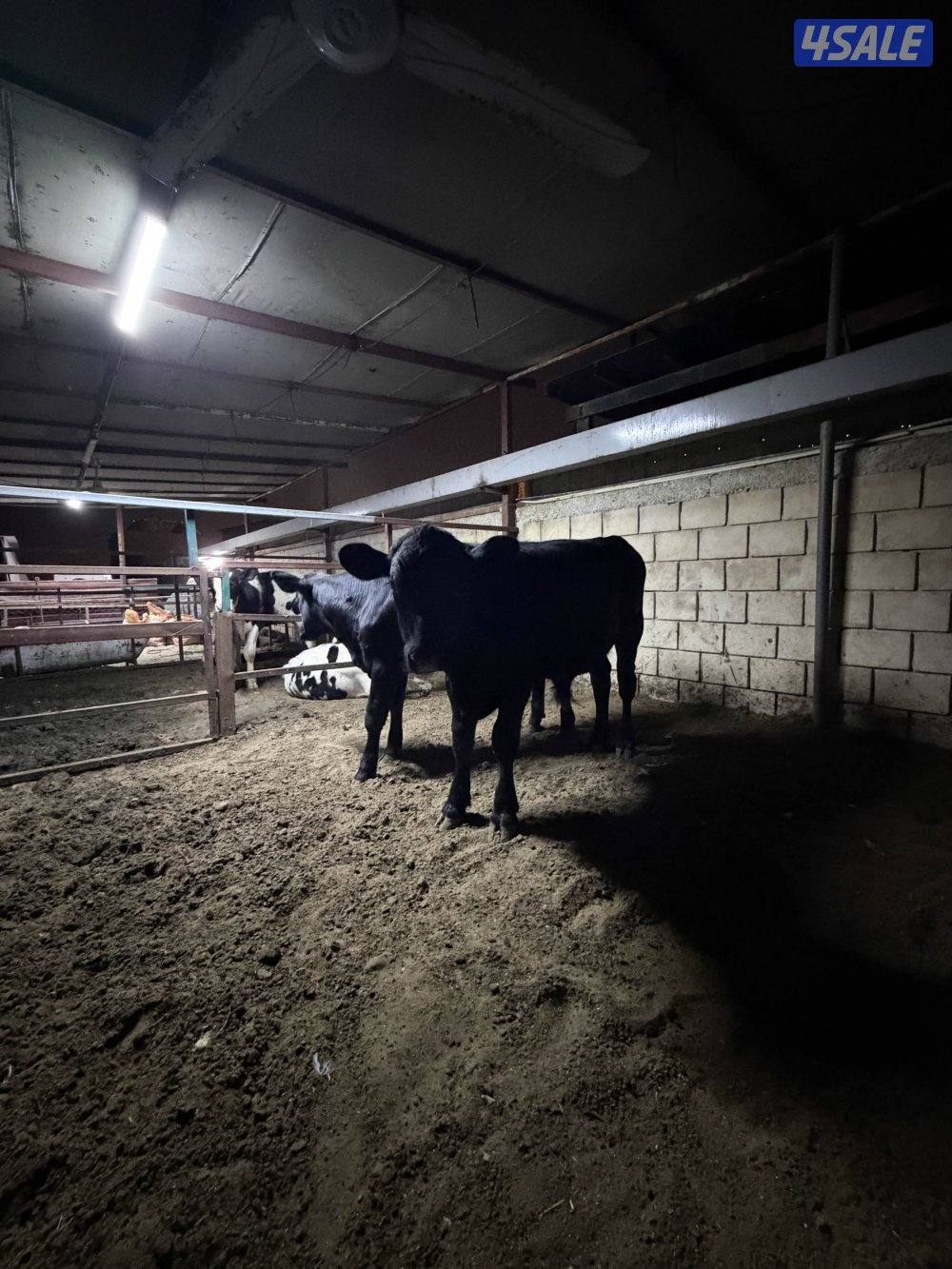 عجول للبيع0