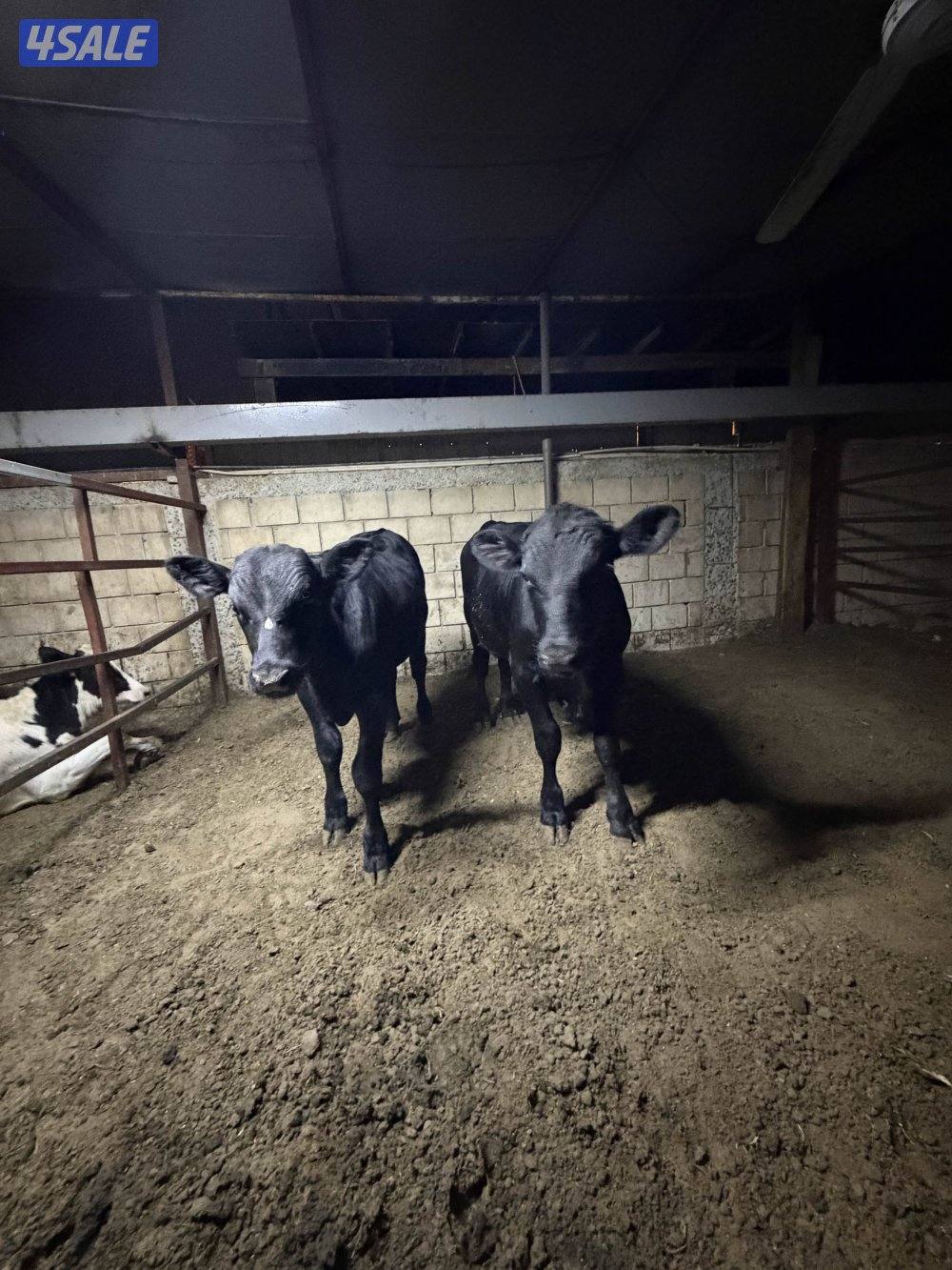 عجول للبيع1