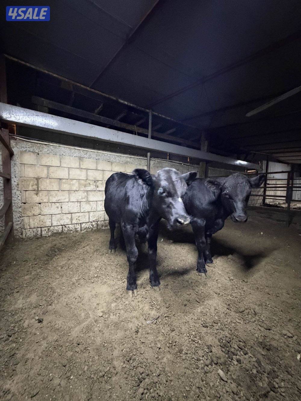 عجول للبيع2