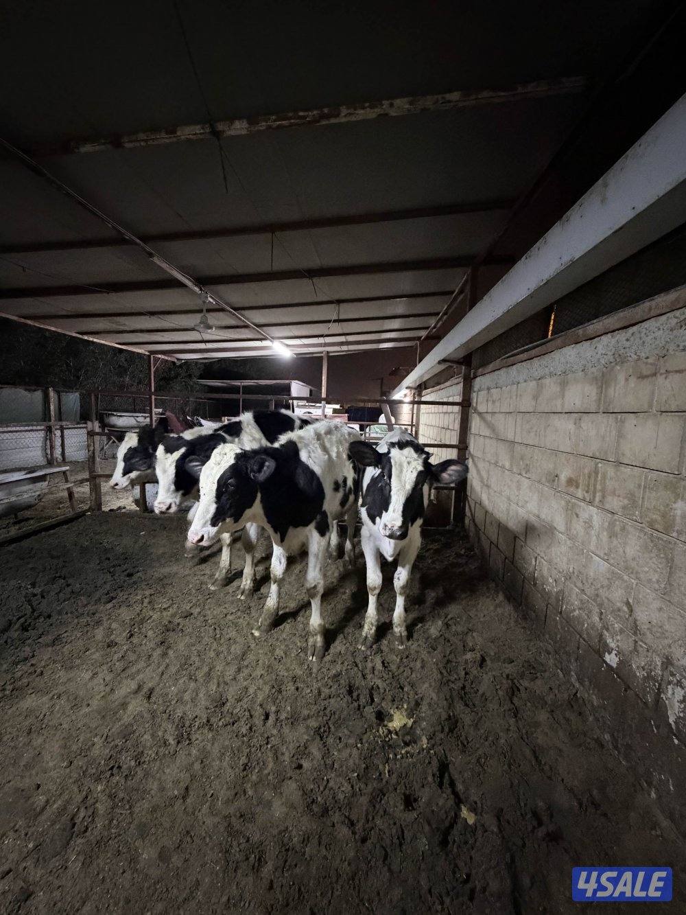 عجول للبيع3