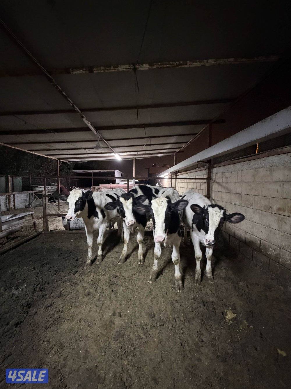 عجول للبيع4