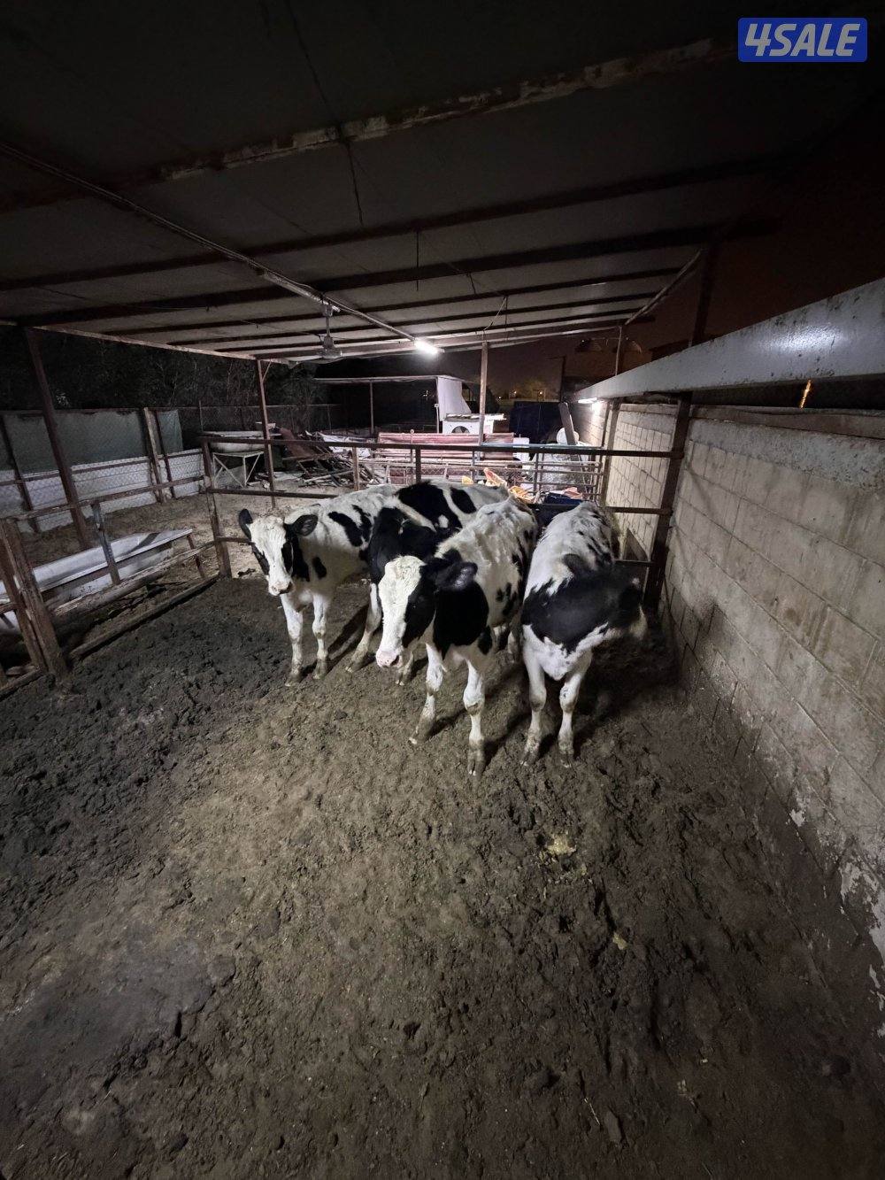 عجول للبيع5