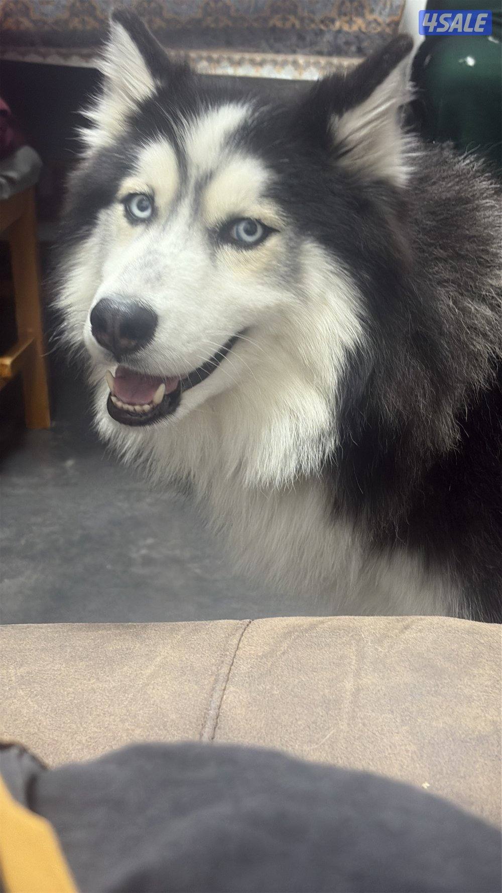 Husky for sale1