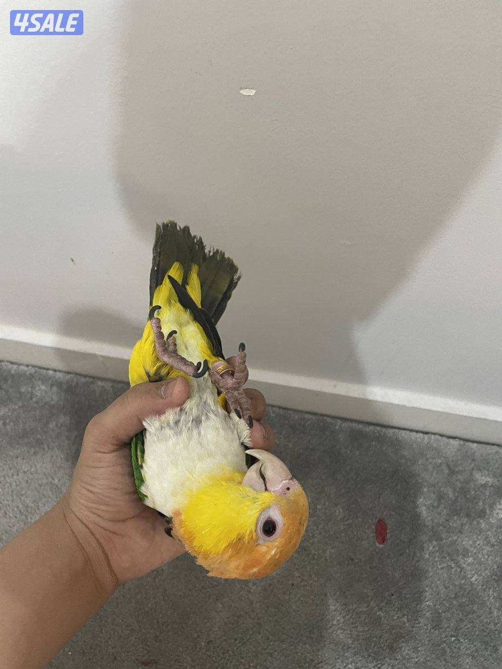 كاييك وايت بيلي عمره سنه ونص الجنس أنثى ربوه مع قفص كبير السعر ٢٥٠2