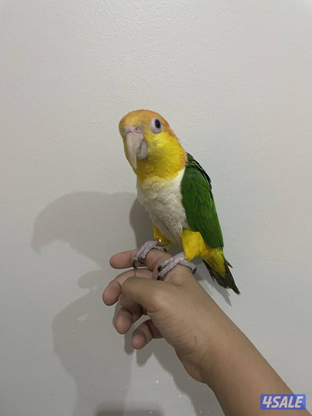 كاييك وايت بيلي عمره سنه ونص الجنس أنثى ربوه مع قفص كبير السعر ٢٥٠3