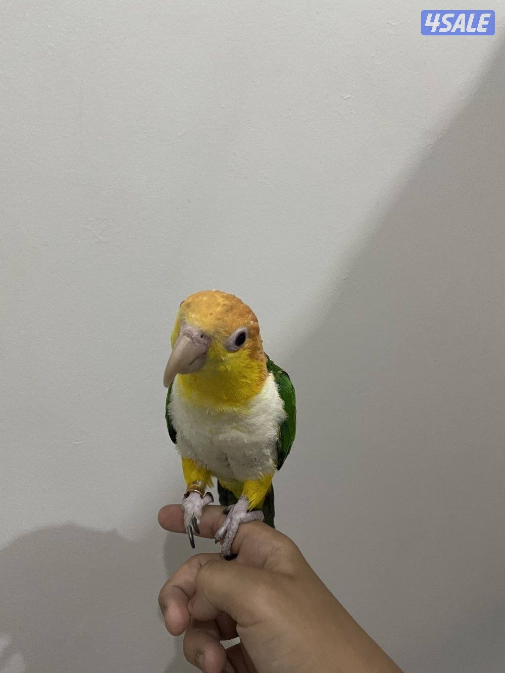 كاييك وايت بيلي عمره سنه ونص الجنس أنثى ربوه مع قفص كبير السعر ٢٥٠5